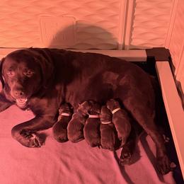 Labrador Retriever puppies from Oak Breeze Retrievers
