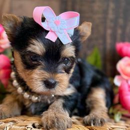 Piper - Black and tan female Yorkshire Terrier puppy in Howe, Oklahoma from Ray Holder