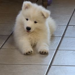 Pink girl - White female Samoyed puppy in Elwell, Michigan from Limelight Samoyeds