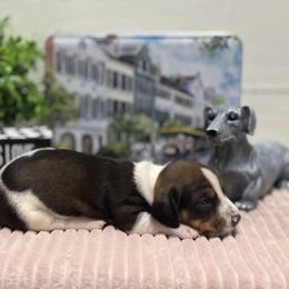AKC Chocolate and Tan Piebald Male - Piebald male Dachshund puppy in Ladson, South Carolina from Funk's Four-Legged Friends