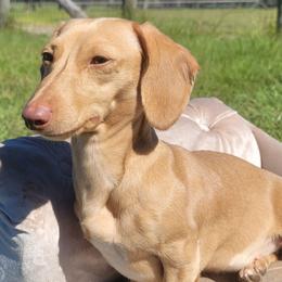 Dachshunds from Chelsey Tellier