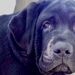 Girl 1 - Labrador Retriever puppy in California from Cache Creek Labradors