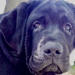 Girl 1 - Labrador Retriever puppy in California from Cache Creek Labradors
