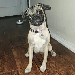 Faye - Pug
