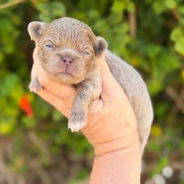 Astro - Chocolate blue male Chihuahua puppy in Newport Beach, California from Exotic City Pomeranians and chihuahuas