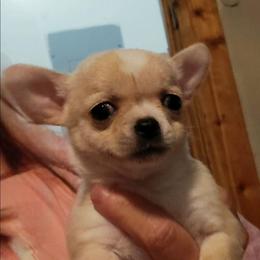 Akc champion sired Gorgeous cream male-Sirus - Cream male Chihuahua puppy in Bloomington, Indiana from TJs Chihuahuas