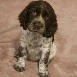 Pink Collar - Liver white and roan female English Springer Spaniel puppy in Dover Foxcroft, Maine from Northernwoods Springers