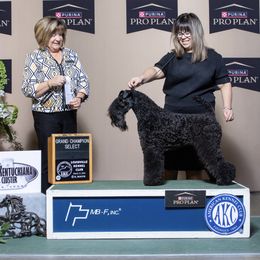 Ember - Kerry Blue Terrier