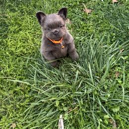 Orange boy - Blue male French Bulldog puppy in Jefferson City, Missouri from Central Frenchie Haven