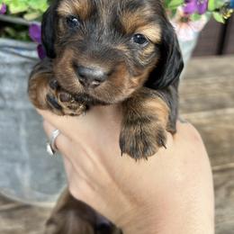 Shaded red girl - Sable female Dachshund puppy in Payette, Idaho from NT Mini Doxies
