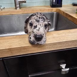 Jason - Merle male Great Dane puppy in Gainesville, Florida from Your Cuddly Companions