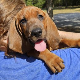 Blossom  (pink collar) - Redbone Coonhound puppy from Cedar Forest Redbones