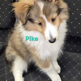 TINY Captain Pike - Sable and white male Shetland Sheepdog puppy in Houston, Texas from LaLa's Lilliputian Lassies