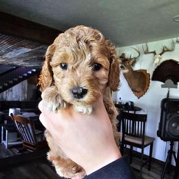 Luigi - Red  male Goldendoodle puppy in Forest, Ohio from Mini Doodle Buddies