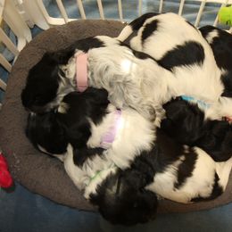 Schapendoes Puppies from Dream Star Schapendoes