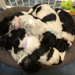 Schapendoes Puppies from Dream Star Schapendoes