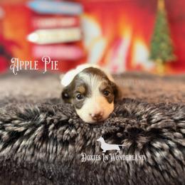 Apple Pie - Chocolate and tan male Dachshund puppy in Rainier, Oregon from Doxies in Wonderland