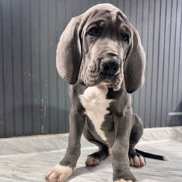 Dango - Blue and white male Great Dane puppy in Liberty, New York from Catskills Greatest Danes