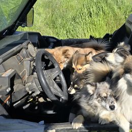 Pomsky All Grown Up from Kenna'z Kuddly Pomskiez