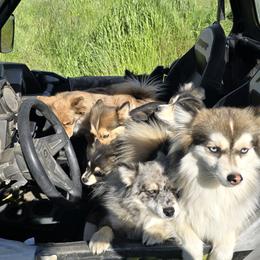 Pomsky All Grown Up from Kenna'z Kuddly Pomskiez