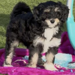 Cascade - Black and white female Sheepadoodle puppy in Roseburg, Oregon from Sharon’s Sheepadoodle’s