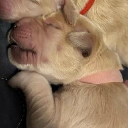 Pink - Golden female Golden Retriever puppy in Peoria, Arizona from Westwing Retrievers