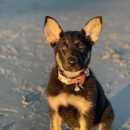 German Shepherd Puppies from Levesques German Shepherds