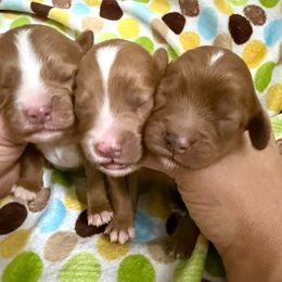 Girl 1 - Red female Cavapoo puppy in Melissa, Texas from Southern Love Cavapoos