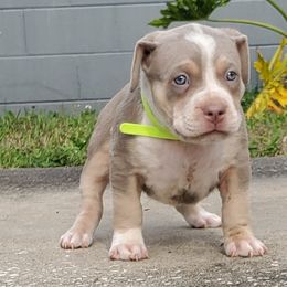 Boy 3 - American Bully puppy in Florida from Formidabull Kennels
