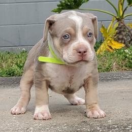 Boy 3 - American Bully puppy in Florida from Formidabull Kennels