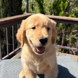 Green Collar Boy - Golden male Golden Retriever puppy in San Jacinto, California from Golden Retriever Puppy Bliss