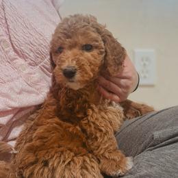 Goldeen - Apricot female Poodle puppy in Phoenix, Arizona from Moonshine Kennels AZ