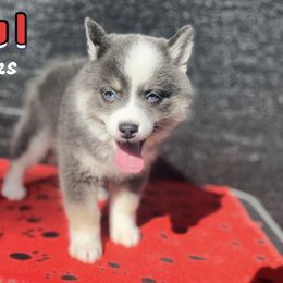 Paul - Blue male Pomsky puppy in Winston, Oregon from Arctic Tails Spitz