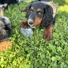 Bernedoodle, Cavapoo, and Goldendoodle Puppies from PJs Puppy Love GOLD level GANA Breeder