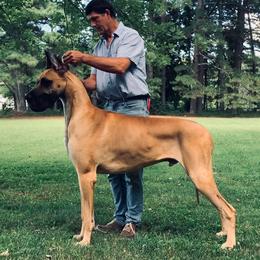 Great Danes from Elle Great Danes