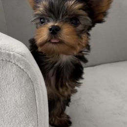 Yorkshire Terrier Puppies from Polina Mironchuk