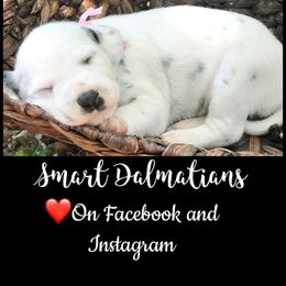 Lime collar - White and black female Dalmatian puppy in Westhoff, Texas from Smart Dalmatians