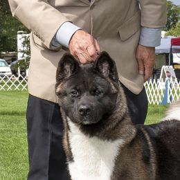 Mila - Akita