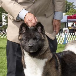Mila - Akita