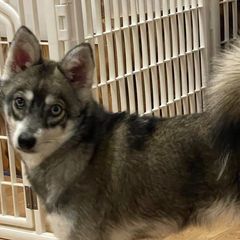 Alaskan Klee Kai, Companion Crosses, and Pomskies from Icelandic Thunder