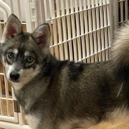 Alaskan Klee Kai, Companion Crosses, and Pomskies from Icelandic Thunder