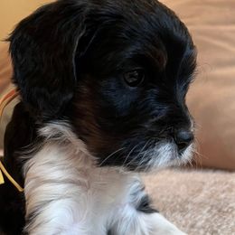 Kit - Tri-color female Cavapoo puppy in Beckley, West Virginia from By Design Doodles