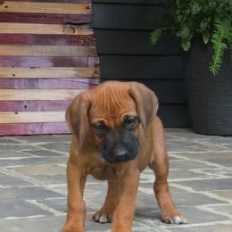 Girl 1 - Rd whtn blk nose female Rhodesian Ridgeback puppy in Gaffney, South Carolina from Circle D Farms