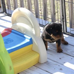 Rottweiler Puppies from Flusstal Rottweilers
