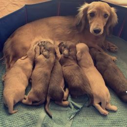Dachshund Puppies from Loveland Doxies