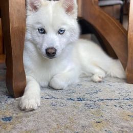 Pomsky Puppies from Ocean State Pomskies
