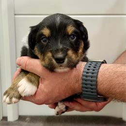 Tony - Black tri-color male Australian Shepherd puppy in Collinston, Utah from Corbridge Aussies