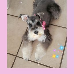 Miniature Schnauzer All Grown Up from Regency Schnauzer