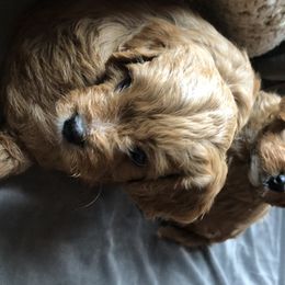 Cavapoos from Marmalade Cavapoos
