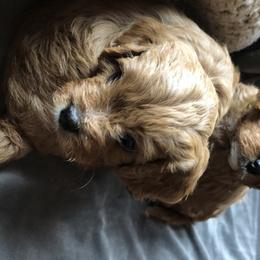Cavapoos from Marmalade Cavapoos